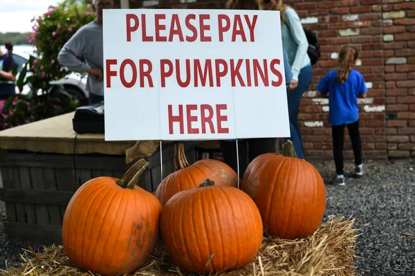 pumpkins picking for thanksgiving day