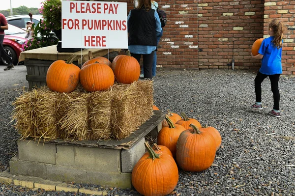 Şükran günü için malzeme çekme kabaklar