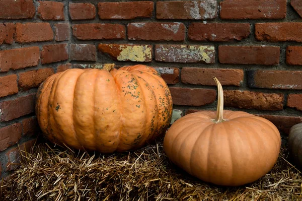 Şükran günü için malzeme çekme kabaklar