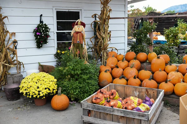 Şükran günü için malzeme çekme kabaklar