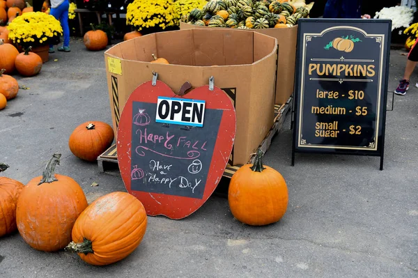 Şükran günü için malzeme çekme kabaklar