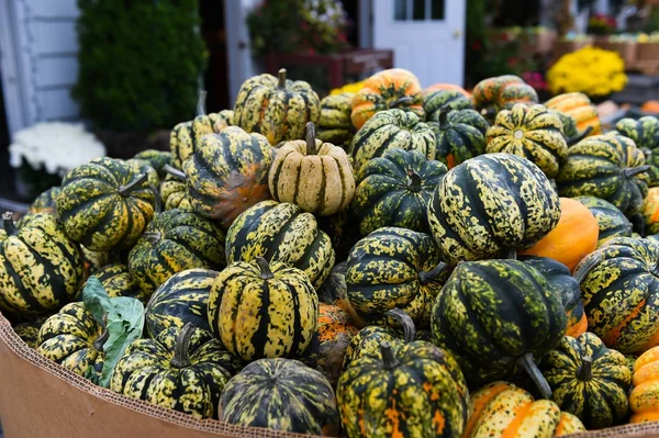 Calabazas surtidas en la granja — Foto de Stock