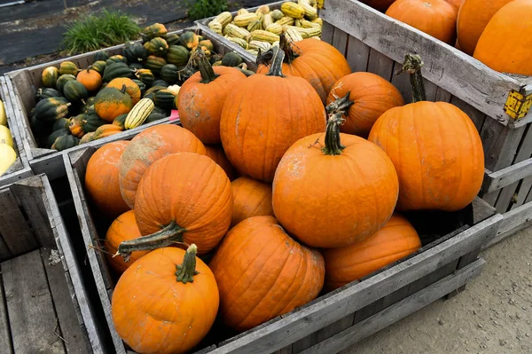 Şükran günü için malzeme çekme kabaklar