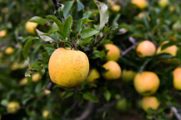 Maçãs na fazenda no norte do estado de Nova York — Fotografia de Stock