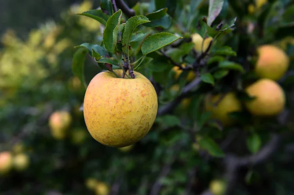 Äpfel auf dem Bauernhof upstate ny — Stockfoto
