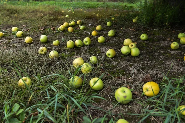 Grüne Äpfel auf dem Boden — Stockfoto