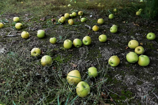 Grüne Äpfel auf dem Boden — Stockfoto