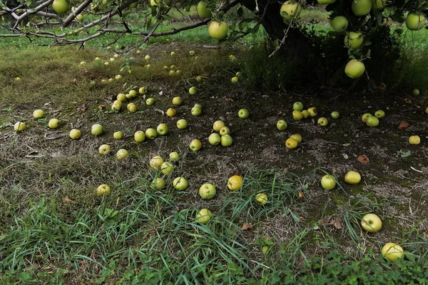 地面に緑のリンゴ — ストック写真