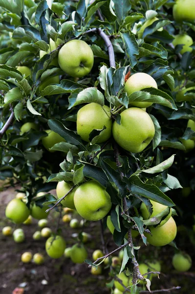 Яблоки на севере штата Нью-Йорк — стоковое фото