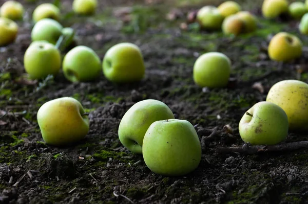 Zelená jablka na zemi — Stock fotografie