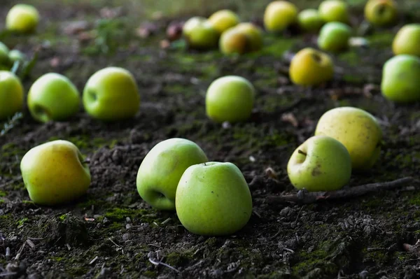 Zelená jablka na zemi — Stock fotografie