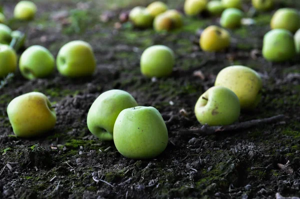 바닥에 녹색 사과 — 스톡 사진