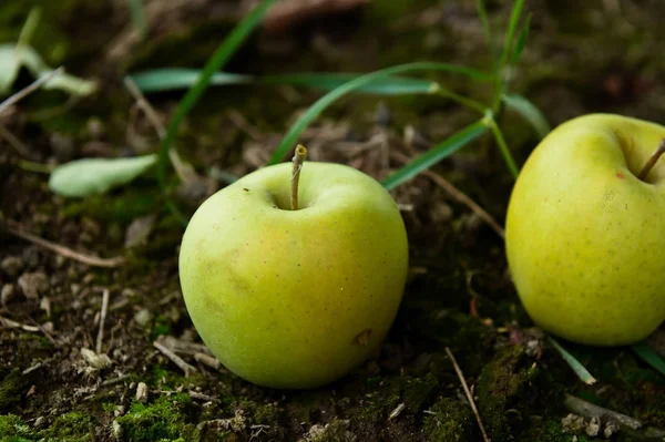 Gröna äpplen på marken — Stockfoto