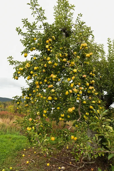 Maçãs na fazenda no norte do estado de Nova York — Fotografia de Stock