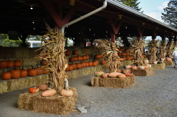 Pumpkins sale for thanksgiving day Stock Picture