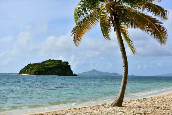 Tropisch Strand Met Kokos Palmboom — Stockfoto