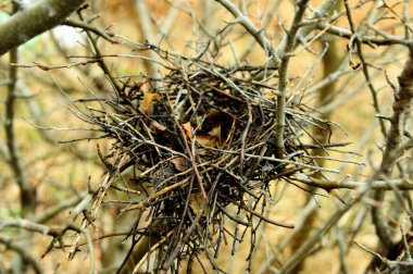 Baharın erken saatlerinde ağaçta boş kuş yuvası