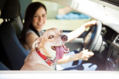 Pencereden bakarak köpek 