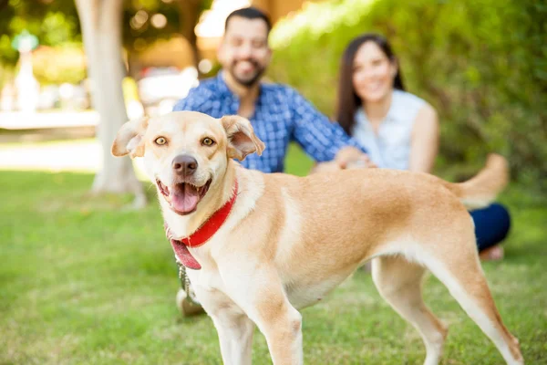 Cão andando seus proprietários — Fotografia de Stock