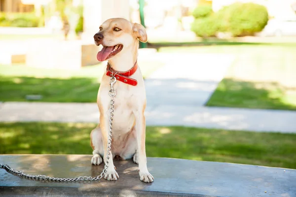 Friendly dog sitting on park bench — Stock Photo, Image