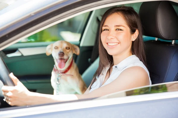 彼女のフレンドリーな犬を取る女性 — ストック写真