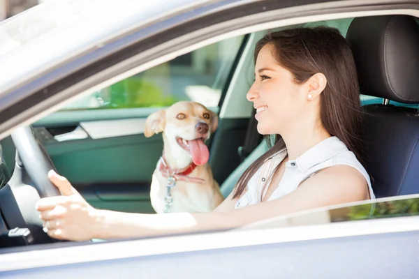 Kvinna som kör bil med hennes hund — Stockfoto