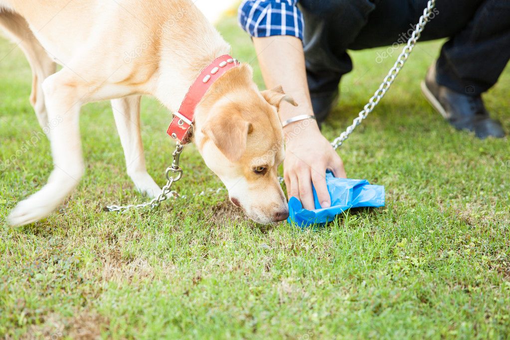 how do you keep your dog from pooping