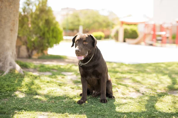 Lengua Marrón Chocolate Labrador Con Cuello Cuello Sentado Hierba Aire —  Fotos de Stock