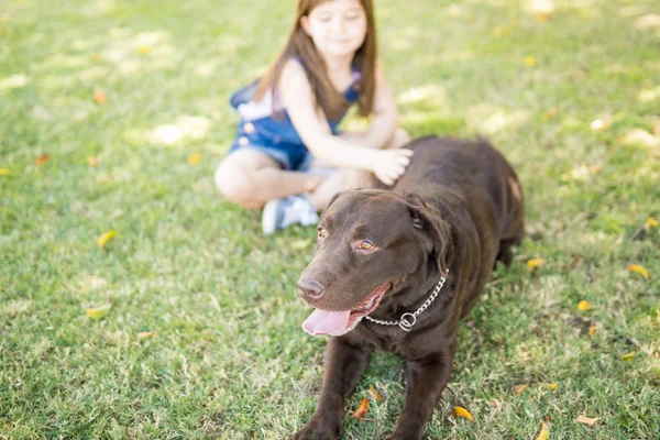 Retrato Cão Labrador Chocolate Marrom Descansando Parque Livre Com Língua — Fotografia de Stock