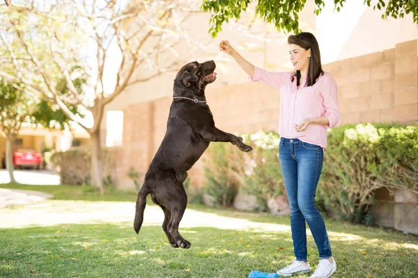 Full Length View Young Latin Woman Playing Dog Giving Her — Stock Photo, Image