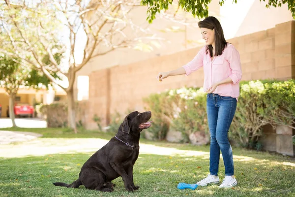 Donna Sorridente Godendo Dando Cibo Labrador Cioccolato Animale Domestico — Foto Stock