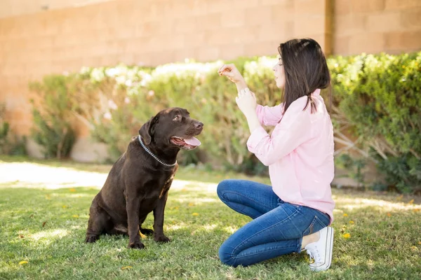 Jovem Mulher Ajoelhada Dando Comida Para Cão — Fotografia de Stock