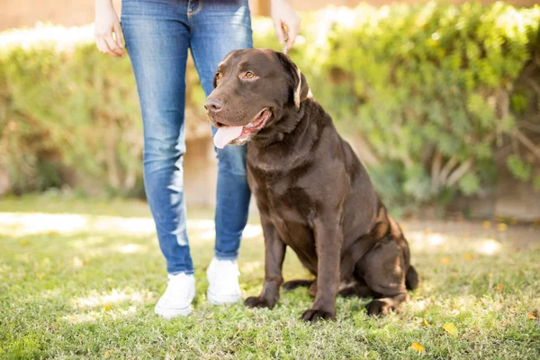 Retrato Perro Labrador Chocolate Sentado Parque Junto Pierna Mujer Jeans —  Fotos de Stock