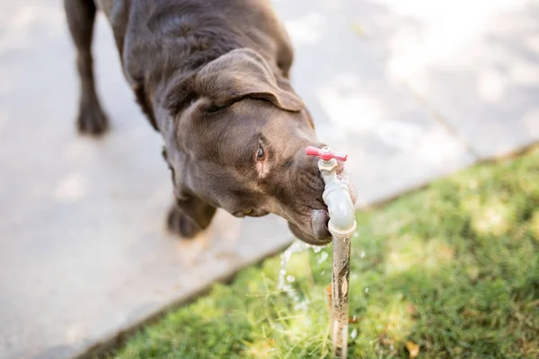 Ovanifrån Brun Choklad Labrador Hund Dricksvatten Från Att Köra Tryck — Stockfoto