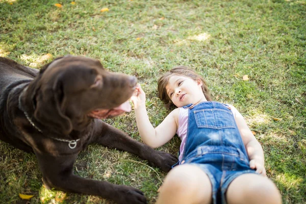 ペット犬チョコレートのラブラドールを見て草の背中で眠っている小さな女の子 — ストック写真