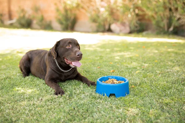 Stilig Choklad Labrador Känsla Hungrig Sitter Med Hund Matskål Park — Stockfoto