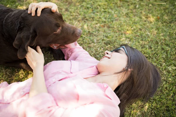 チョコレートのラブラドール犬と遊ぶ草床で寝ている陽気な女性 — ストック写真