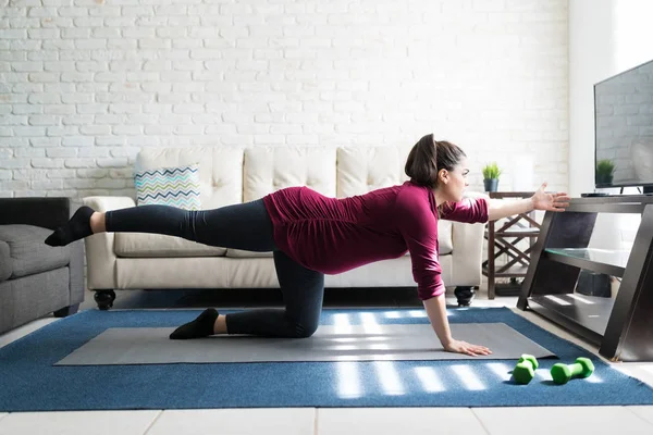 Dedicated Caucasian Expectant Female Practicing Extended Cat Pose Living Room — Stock Photo, Image