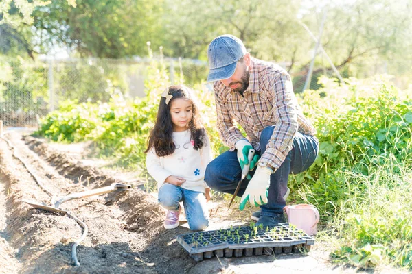 Padre Instruyendo Hija Mientras Siembra Plántulas Granja — Foto de Stock