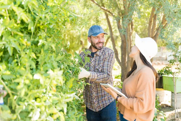 Par Talar Samtidigt Undersöka Växter Med Digital Tablett Grönsaksträdgården — Stockfoto