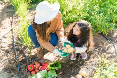 High angle view of family taking care of homegrown vegetables in garden
