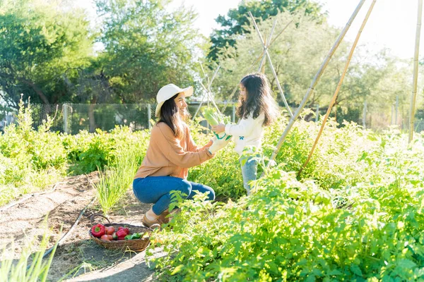 夏天帮助妈妈在花园里收割蔬菜的小女孩 — 图库照片