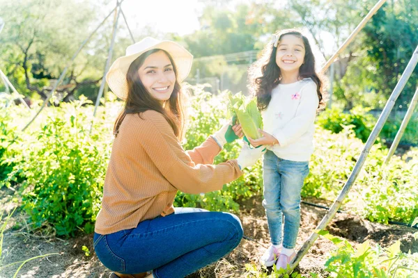Madre Hija Latina Cosechando Verduras Orgánicas Granja — Foto de Stock