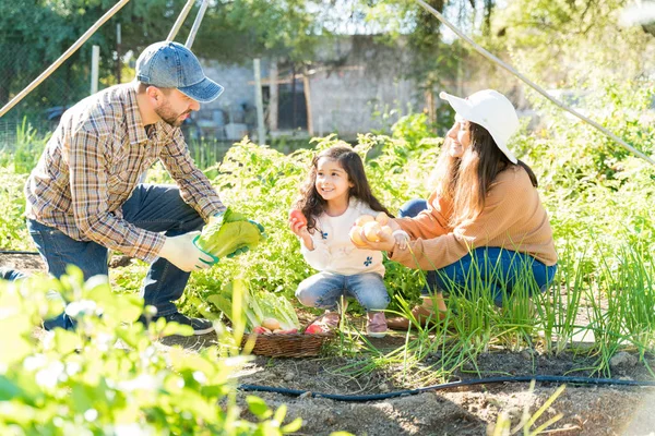 夏に農場で植物を収穫しながら楽しむ娘を見る親 — ストック写真