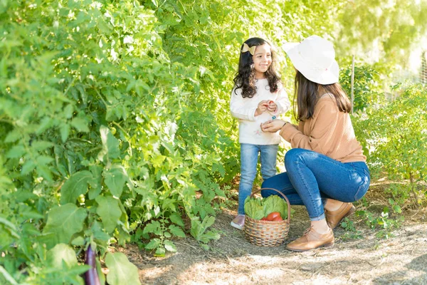 Madre Hija Latina Cosechando Verduras Frescas Por Plantas Granja — Foto de Stock