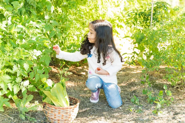 Latinská Dívka Sbírání Čerstvých Rajčat Rostlin Zeleninové Zahradě — Stock fotografie