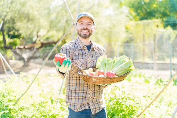 中年男子面带笑容的农夫夏天在自家花园里的菜篮里放新鲜蔬菜 — 图库照片