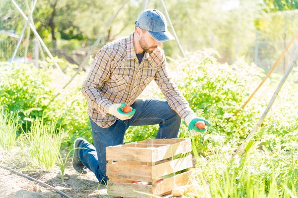 Hombre Agricultor Recogiendo Verduras Orgánicas Cajón Madera Granja Durante Verano — Foto de Stock