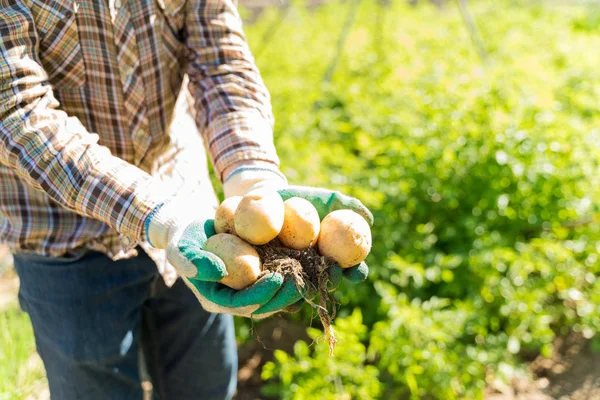 晴れた日に農場に立って有機ジャガイモを保持する農家の中央部 — ストック写真