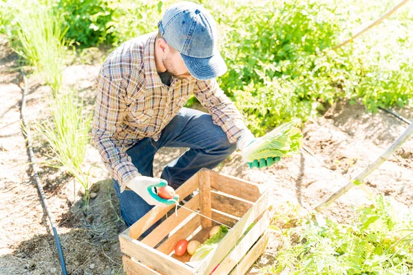 農家の木枠に野菜を収集する農家の角度の高い眺め — ストック写真